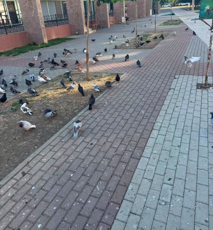 Porumbei adunați pe trotuar în zona urbană din Roman.