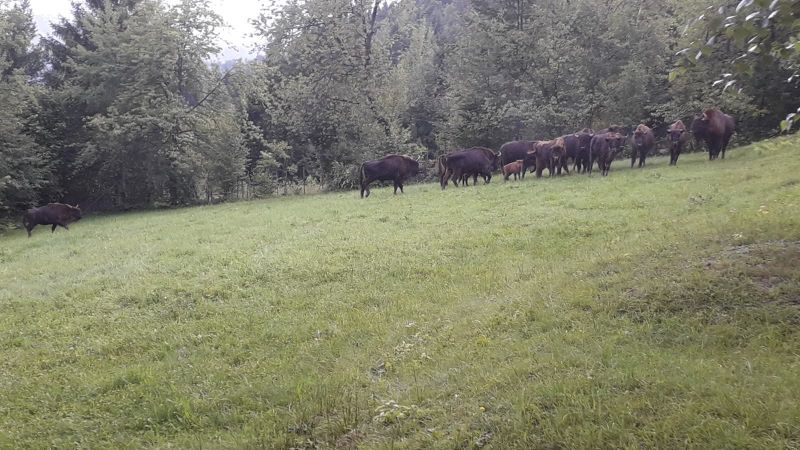 WhatsApp Image 2026 08 18 at 14.00.24 1 - O întâlnire rară și neașteptată în zona Ocolului Silvic Borca! Un zimbru a ajuns la poalele Munților Stânișoarei