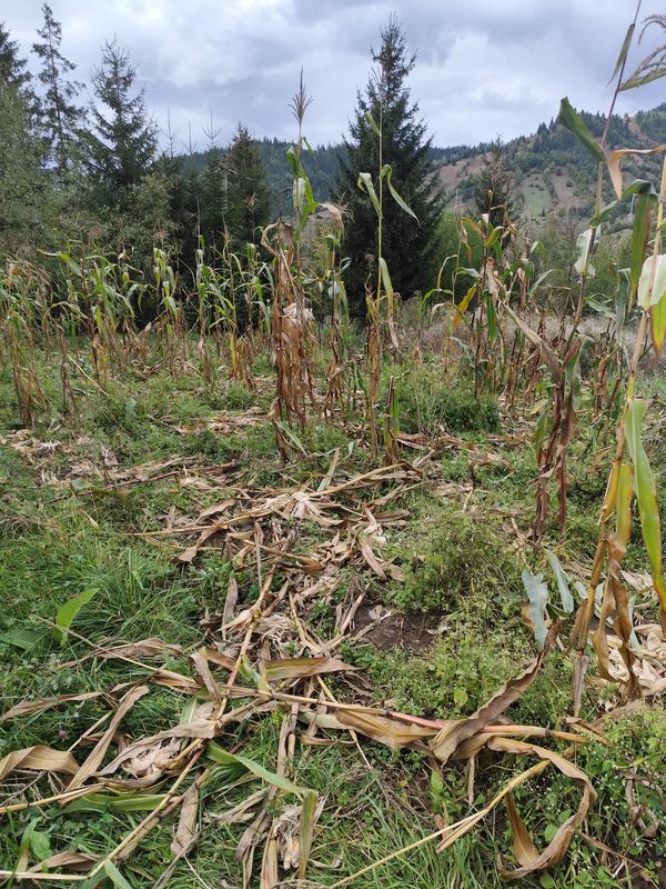 Poiana Teiului. Peste 50 de atacuri de urși în ultimii ani. Pagubele înregistrate în septembrie: 3 viței, 6 oi și un lan de porumb distrus!