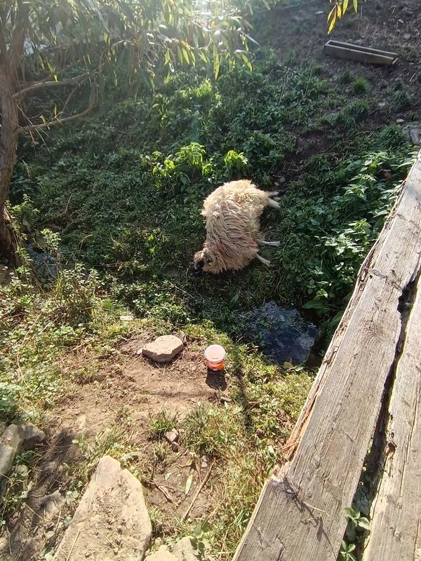 Câine de curte alb, în grădină, printre plante și lemne.