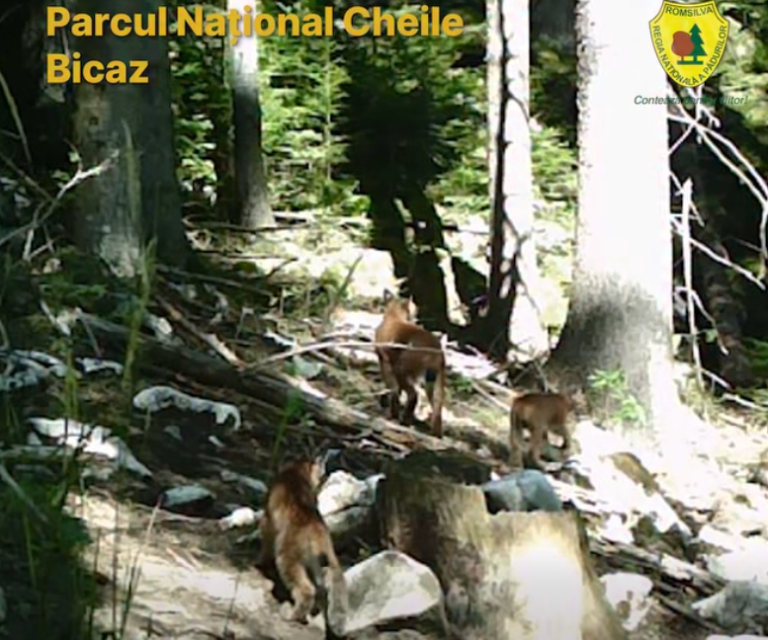 Pui de râs, surprinși de camerele Direcției Silvic Neamț hârjonindu-se prin pădurile Parcului Cheile Bicazului-Hășmaș Lupi în pădurea din Parcul Național Cheile Bicazului.