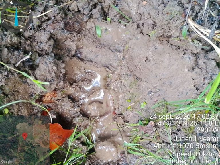Urme de animale în sol umed din Neamț, în apropierea vegetației.