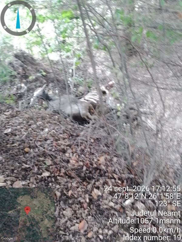 Poiana Teiului. Peste 50 de atacuri de urși în ultimii ani. Pagubele înregistrate în septembrie: 3 viței, 6 oi și un lan de porumb distrus!