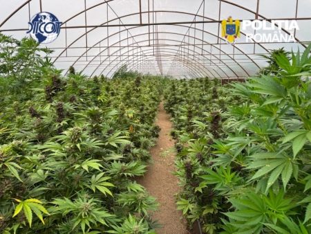 Cultivare ilegală de cannabis într-o seră.