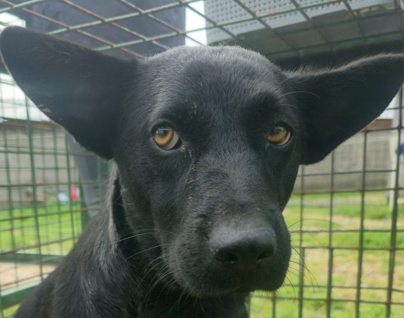 FOTO. Adăpostul de Câini din Piatra Neamț vă așteaptă: „Adoptați. Nu cumpărați iubire. Oferiți-i unei ființe care așteaptă de mult să fie aleasă” 12 Câine negru cu ochi căprui, în adăpost, gata pentru adopție.