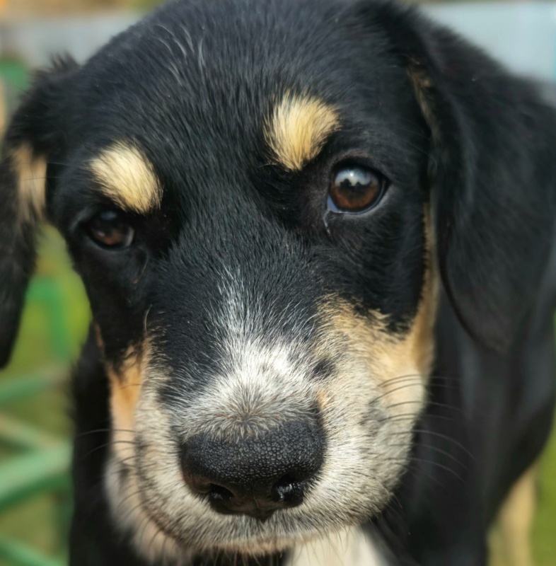 FOTO. Adăpostul de Câini din Piatra Neamț vă așteaptă: „Adoptați. Nu cumpărați iubire. Oferiți-i unei ființe care așteaptă de mult să fie aleasă” 13 Cățeluș negru cu bej, adoptat din adăpostul pentru câini Piatra Neamț.