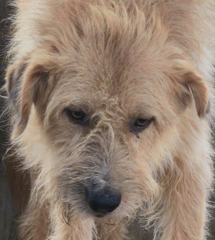 FOTO. Adăpostul de Câini din Piatra Neamț vă așteaptă: „Adoptați. Nu cumpărați iubire. Oferiți-i unei ființe care așteaptă de mult să fie aleasă” 14 Câine de adopție prietenos din Piatra Neamț pentru adopție.