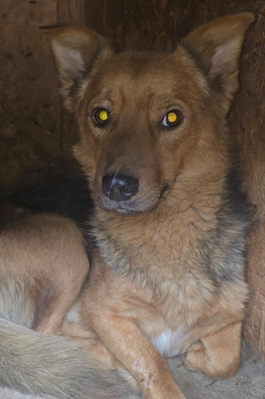 FOTO. Adăpostul de Câini din Piatra Neamț vă așteaptă: „Adoptați. Nu cumpărați iubire. Oferiți-i unei ființe care așteaptă de mult să fie aleasă” 15 Câine prietenos din adăpostul pentru câini Piatra Neamț.