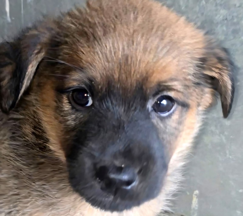 FOTO. Adăpostul de Câini din Piatra Neamț vă așteaptă: „Adoptați. Nu cumpărați iubire. Oferiți-i unei ființe care așteaptă de mult să fie aleasă” 9 Cățeluș adorabil pentru adopție la adăpostul din Piatra Neamț.