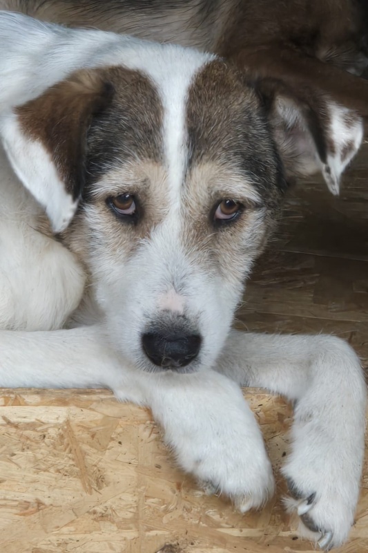 FOTO. Adăpostul de Câini din Piatra Neamț vă așteaptă: „Adoptați. Nu cumpărați iubire. Oferiți-i unei ființe care așteaptă de mult să fie aleasă” 8 Câine tânăr și prietenos, disponibil pentru adopție în Piatra Neamț.