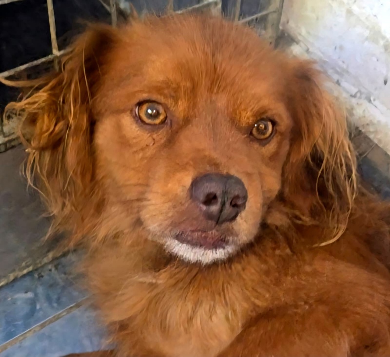 FOTO. Adăpostul de Câini din Piatra Neamț vă așteaptă: „Adoptați. Nu cumpărați iubire. Oferiți-i unei ființe care așteaptă de mult să fie aleasă” 7 Câine de adopție din Piatra Neamț, prieten loial și iubitor.