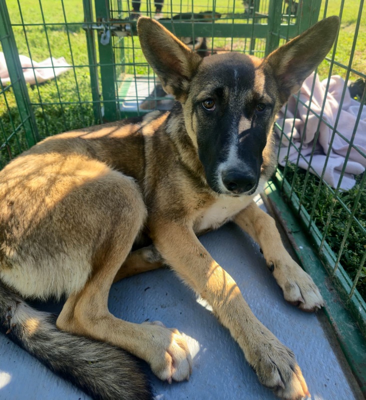 FOTO. Adăpostul de Câini din Piatra Neamț vă așteaptă: „Adoptați. Nu cumpărați iubire. Oferiți-i unei ființe care așteaptă de mult să fie aleasă” 5 Câine tânăr și prietenos în adăpostul din Piatra Neamț, gata pentru adopție.