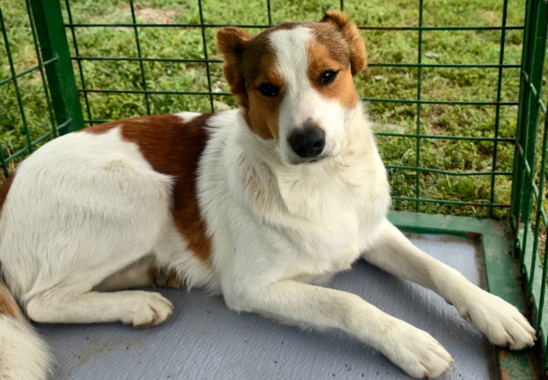 FOTO. Adăpostul de Câini din Piatra Neamț vă așteaptă: „Adoptați. Nu cumpărați iubire. Oferiți-i unei ființe care așteaptă de mult să fie aleasă” 4 Câine de adopție din Piatra Neamț, prieten loial și jucăuș.