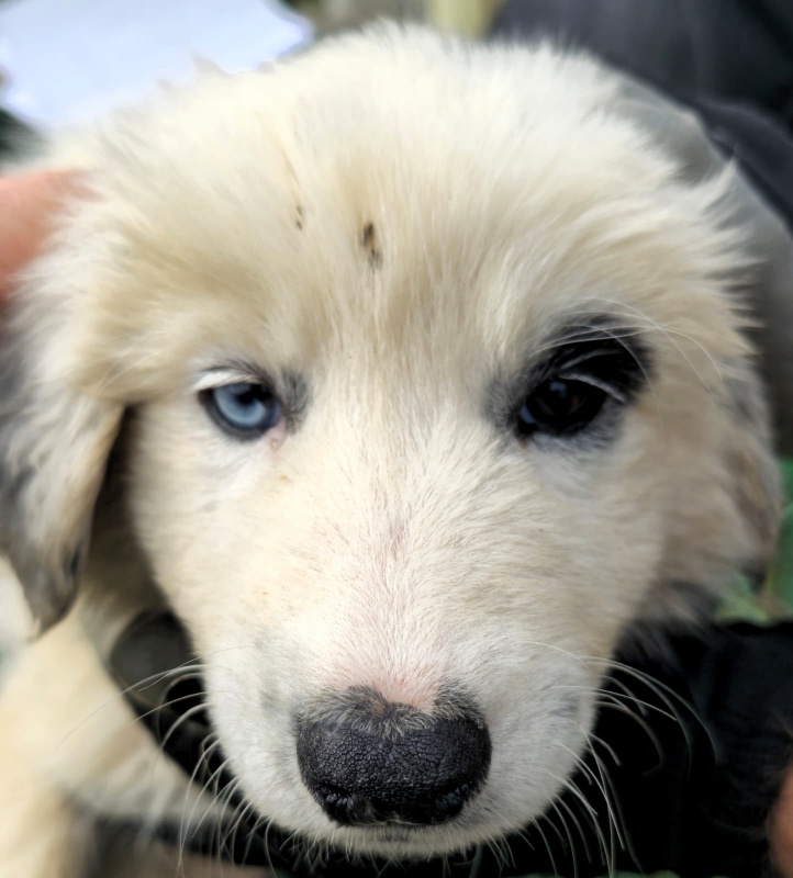 FOTO. Adăpostul de Câini din Piatra Neamț vă așteaptă: „Adoptați. Nu cumpărați iubire. Oferiți-i unei ființe care așteaptă de mult să fie aleasă” 3 Cățeluș cu ochi albaștri și blană albă, așteaptă o familie iubitoare.