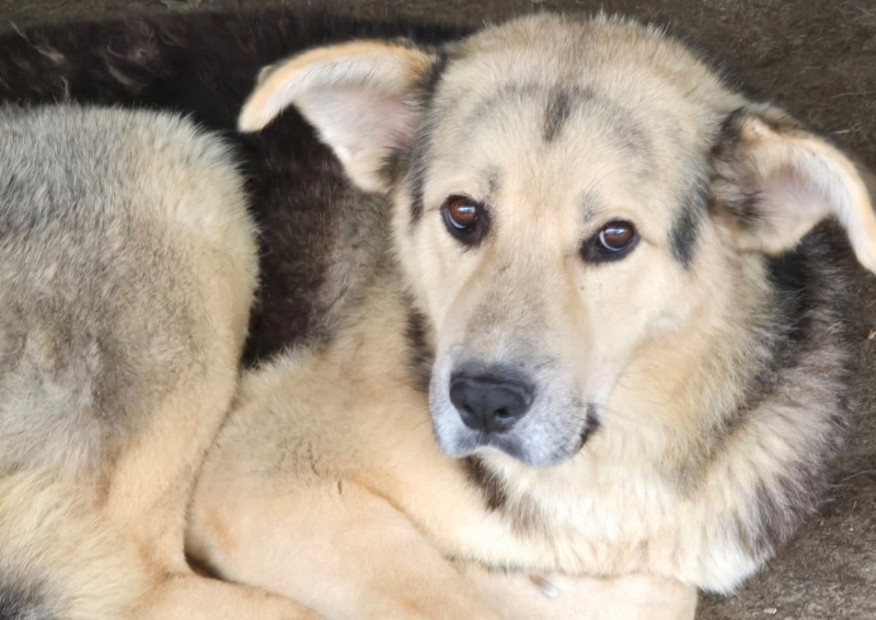 FOTO. Adăpostul de Câini din Piatra Neamț vă așteaptă: „Adoptați. Nu cumpărați iubire. Oferiți-i unei ființe care așteaptă de mult să fie aleasă” 2 Câine de rasă mixtă, pregătit pentru adopție la adăpostul din Piatra Neamț.