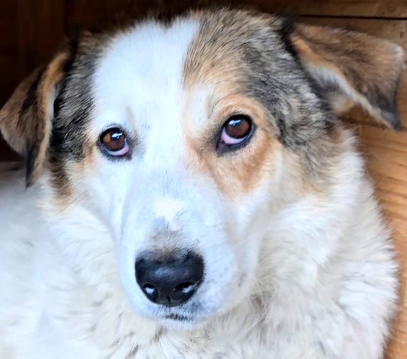 FOTO. Adăpostul de Câini din Piatra Neamț vă așteaptă: „Adoptați. Nu cumpărați iubire. Oferiți-i unei ființe care așteaptă de mult să fie aleasă” 1 FOTO. Adăpostul de Câini din Piatra Neamț vă așteaptă: „Adoptați. Nu cumpărați iubire. Oferiți-i unei ființe care așteaptă de mult să fie aleasă”