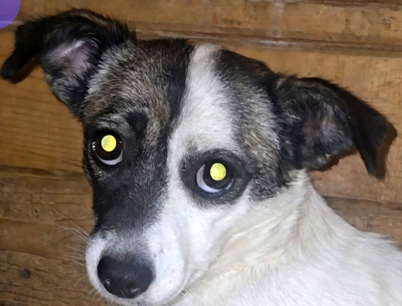 Câine cu ochi expresivi, disponibil pentru adopție în Piatra Neamț.
