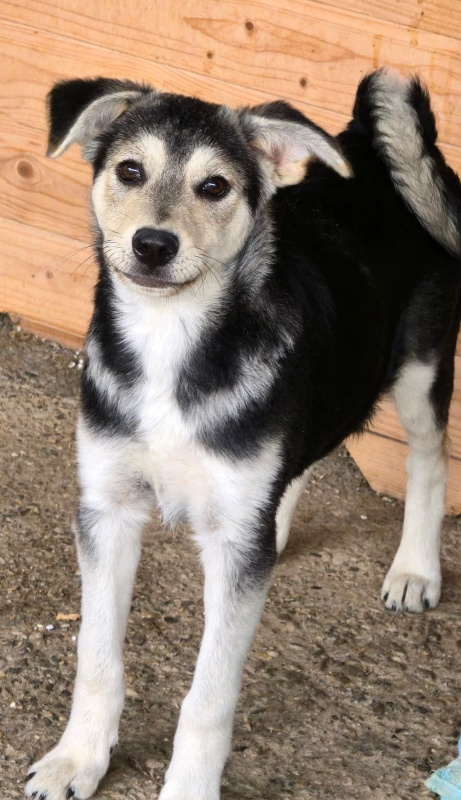 FOTO. Adăpostul de Câini din Piatra Neamț vă așteaptă: „Adoptați. Nu cumpărați iubire. Oferiți-i unei ființe care așteaptă de mult să fie aleasă” 11 Cățeluș drăguț și jucăuș din adăpostul pentru câini Piatra Neamț.