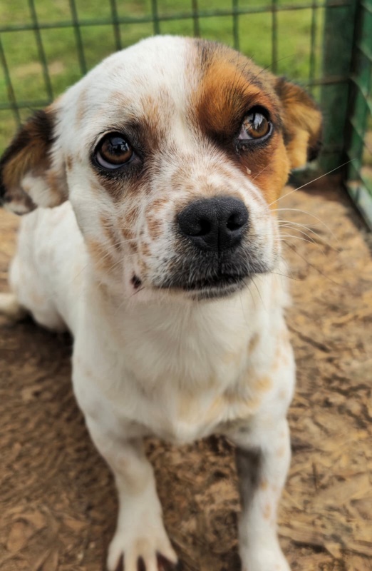 FOTO. Adăpostul de Câini din Piatra Neamț vă așteaptă: „Adoptați. Nu cumpărați iubire. Oferiți-i unei ființe care așteaptă de mult să fie aleasă” 16 Câine adorabil pentru adopție la adăpostul din Piatra Neamț.