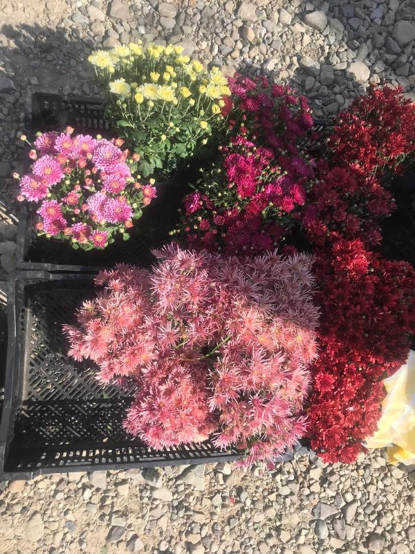 FOTO. Târgul săptămânal din Borca 20 Flori colorate de sezon la târgul săptămânal din Borca.