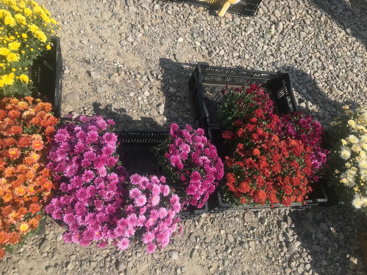 FOTO. Târgul săptămânal din Borca 19 Flori colorate la târgul din Borca, Neamț, în aer liber.