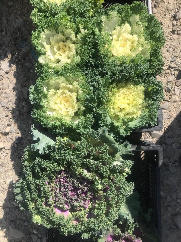 FOTO. Târgul săptămânal din Borca 21 Legume de toamnă, varză și kale pentru piața Borca.