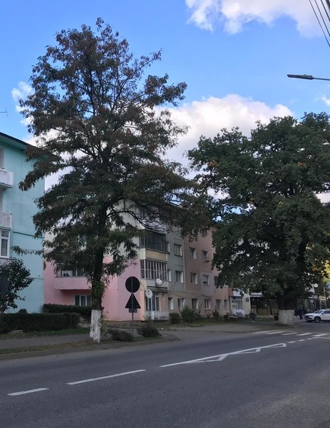 Clădiri din Bicaz cu copaci și cer albastru.