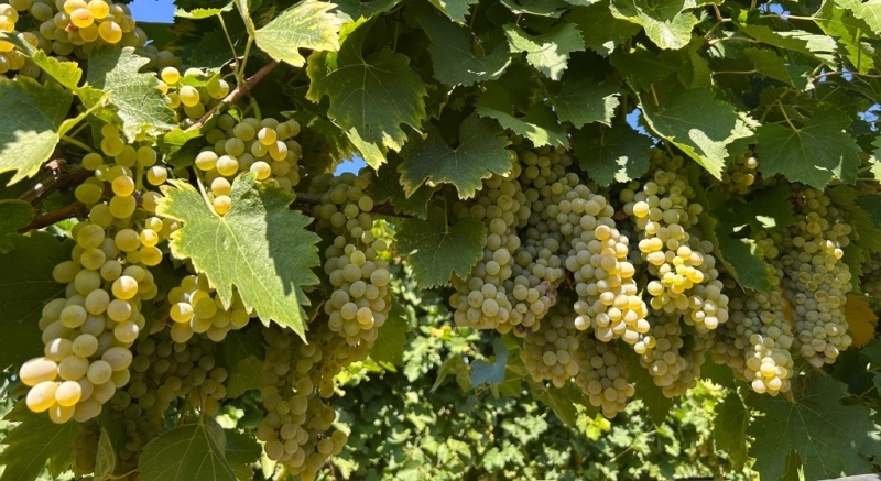 Produsul unic dezvoltat de Dan Grădinaru, un fermier din Neamț, atrage interes și în Italia