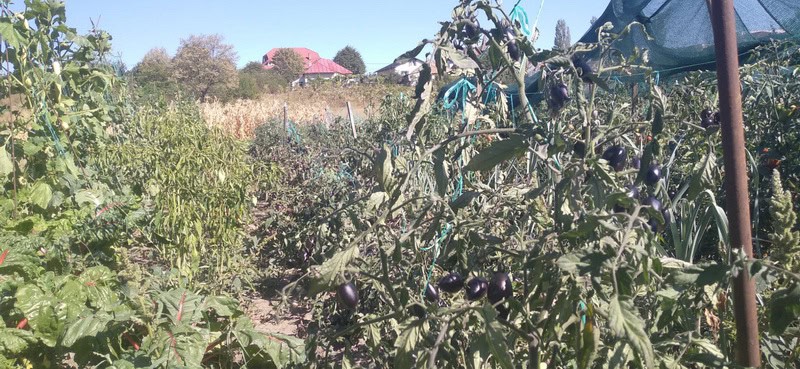Grădina celor 300 de soiuri la Piatra Neamț: agricultura bio, făcută cu trudă și pasiune