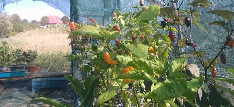 Grădina celor 300 de soiuri la Piatra Neamț: agricultura bio, făcută cu trudă și pasiune