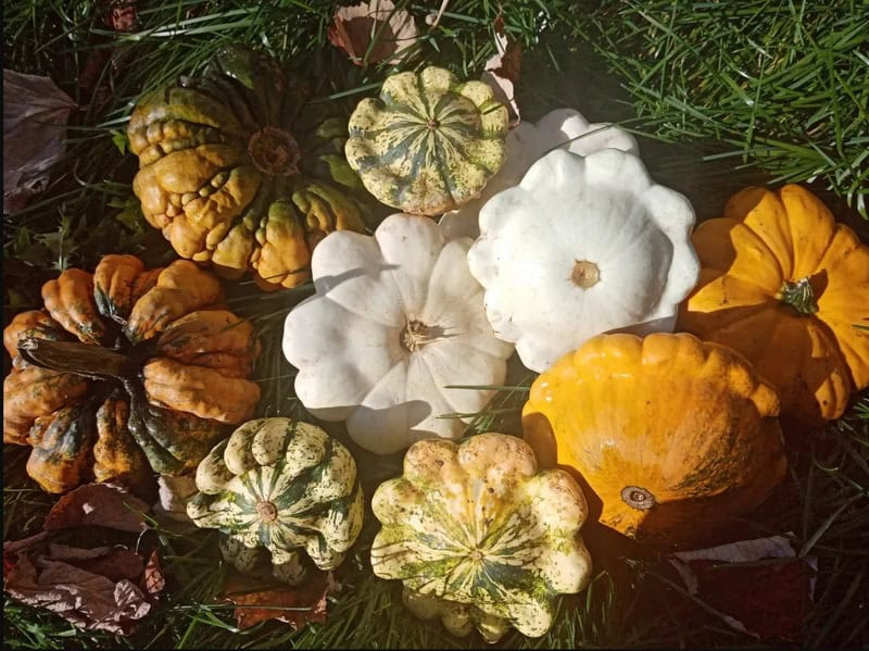 Grădina celor 300 de soiuri la Piatra Neamț: agricultura bio, făcută cu trudă și pasiune
