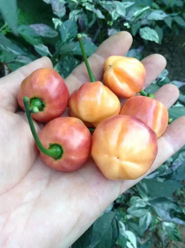 Grădina celor 300 de soiuri la Piatra Neamț: agricultura bio, făcută cu trudă și pasiune