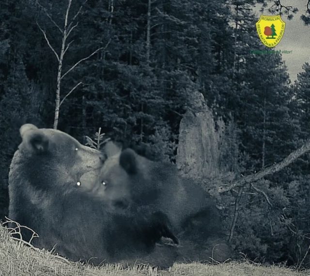 Imagini inedite cu o ursoaică și puii. Ora mesei într-o pădure din Parcul Național Cheile Bicazului - Hășmaș
