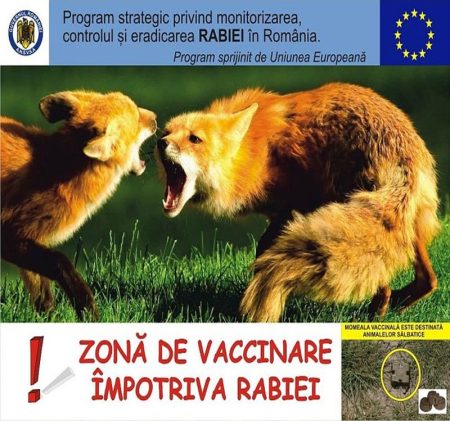 După vaci turbate la Vânători Neamț și Cândești, DSVSA vaccinează antirabic vulpile cu avioane utilitare și… manual!