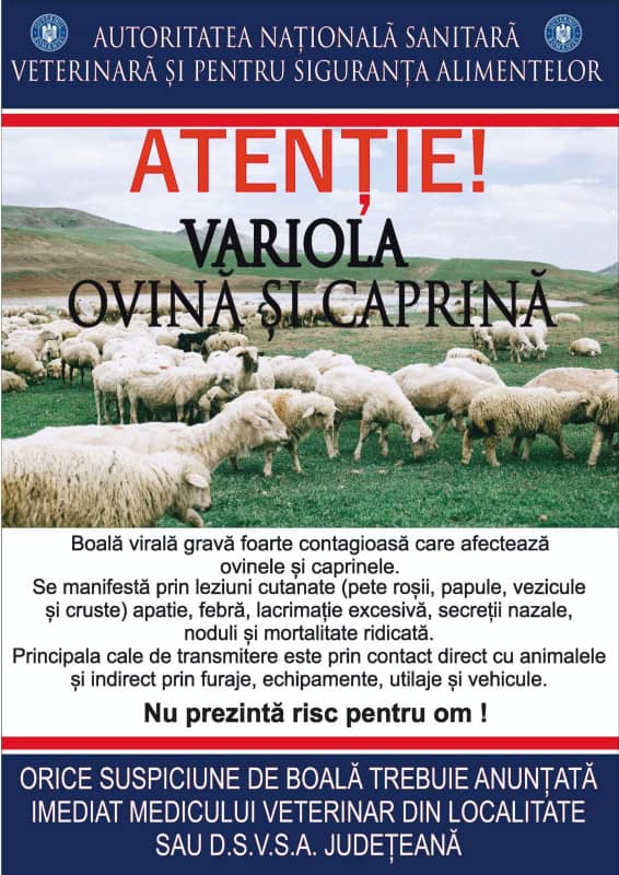 Începe vaccinarea împotriva variolei la oi și capre. Lista comunelor din zonele de protecție și supraveghere care au prioritate