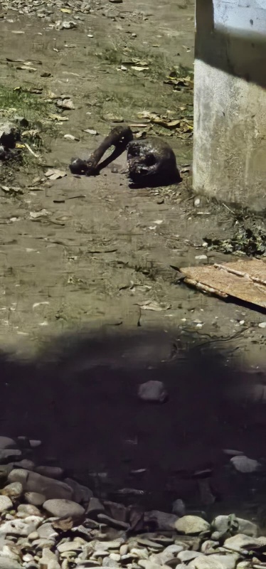 Păsări și turturele pe lângă o zonă cu apă murdară lângă zidul unei clădiri.