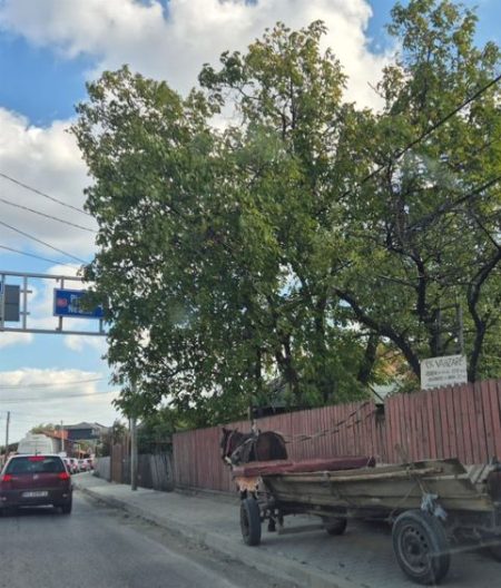 Reguli noi în Târgu-Neamț, pentru căruțe Reguli noi în Târgu-Neamț, pentru căruțe