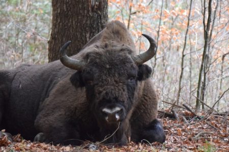 Din Ținutul Zimbrului Neamț, povești, legende și mărturii locale. „Legendarul zimbru are concurență serioasă. Un balaur!” Bison așezat în frunziș pe pășune forestieră, gene...