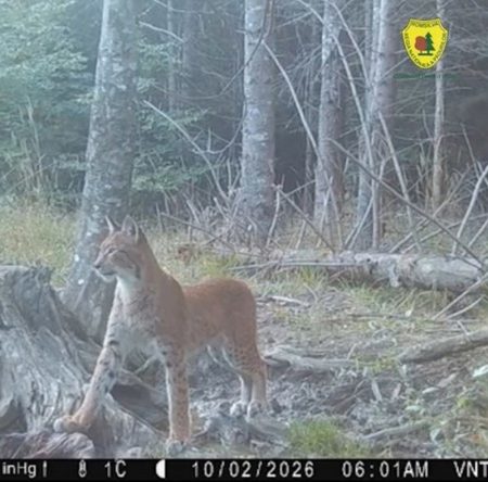 Neamț. Familie de râși surprinsă în Parcul Natural Vânători-Neamț Neamț. Familie de râși surprinsă în Parcul Natural Vânători-Neamț