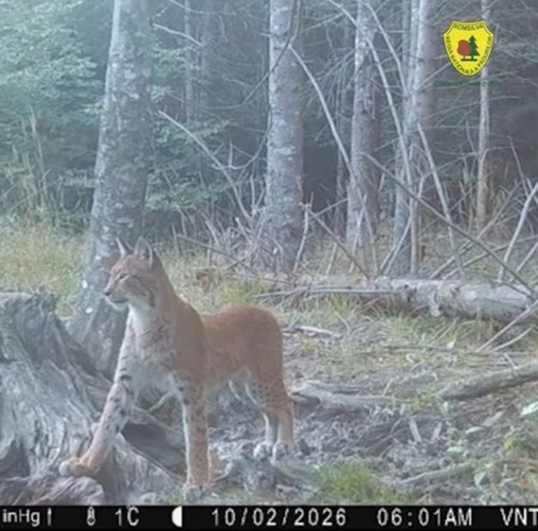 Neamț. Familie de râși surprinsă în Parcul Natural Vânători-Neamț Neamț. Familie de râși surprinsă în Parcul Natural Vânători-Neamț