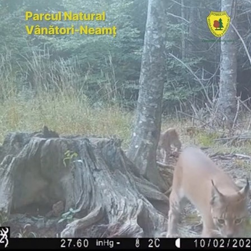 Neamț. Familie de râși surprinsă în Parcul Natural Vânători-Neamț 1 Neamț. Familie de râși surprinsă în Parcul Natural Vânători-Neamț