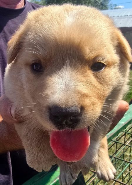 FOTO. S.C. SALUBRITAS S.A.: „Adoptând un câine, nu salvati doar o viată, ci câstigaţi un companion devotat”