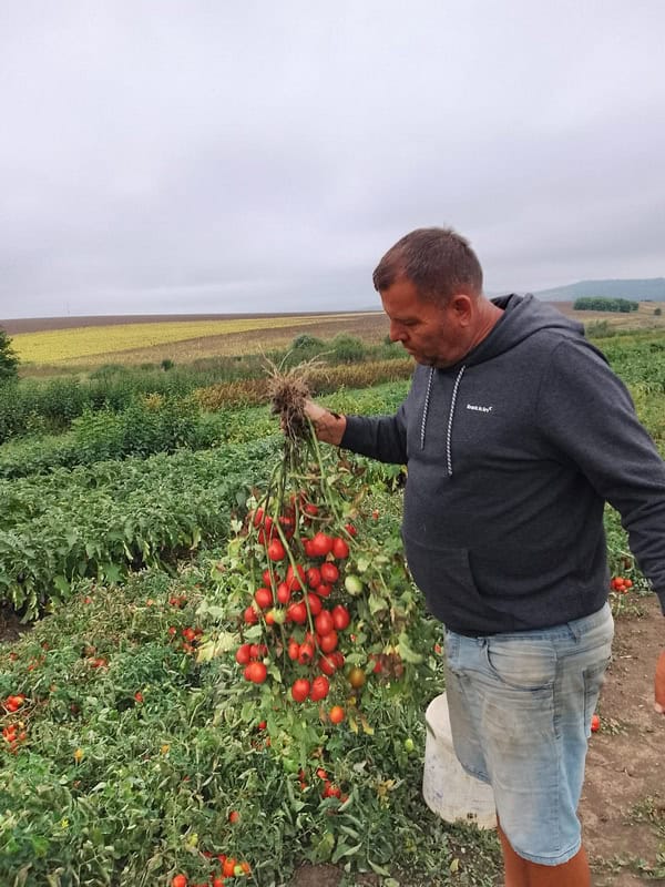 Ogorul soarelui din Sagna. Istoria legumelor faimoase ale soților Bordea!