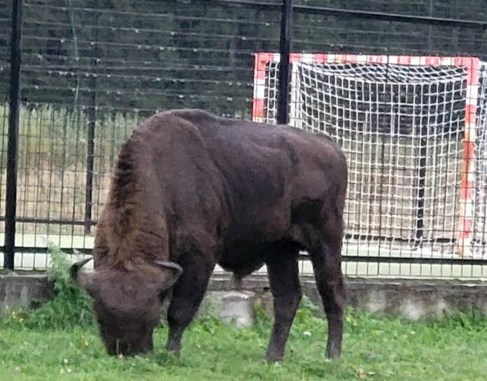 Zimbru provenit de la Vânători-Neamț, găsit mort în Bistrița-Năsăud. Capul animalului lipsește 1 Zimbru provenit de la Vânători-Neamț, găsit mort în Bistrița-Năsăud. Capul animalului lipsește