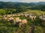 Exporturile de ovine și caprine din România, mai aproape de reluare. Planul ANSVSA a fost aprobat de Comisia Europeană