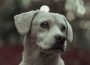 Protest pentru protecția animalelor în București. ONG-urile cer un program național de sterilizare