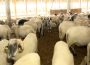 ANSVSA trimite la Bruxelles planul României pentru reluarea exporturilor de ovine și caprine