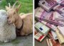 AFIR pune în consultare publică o nouă finanțare pentru fermele de ovine și caprine. Sprijin de până la 50.000 de euro