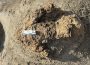 Pașii unui T. rex au fost păstrați în piatră. O premieră pentru paleontologie, în SUA
