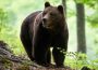 Neamț. Urși semnalați în Borlești și Poiana Teiului. Au fost emise mesaje RO-Alert